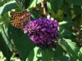Budleja Dawida Butterfly Candy Little 'Purple'1.jpg