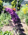 Budleja Dawida Butterfly Candy Little 'Purple'2.jpg