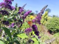 Budleja Dawida Butterfly Candy Little 'Purple'.jpg