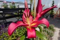 Lilia drzewiasta 'Borello'.jpg