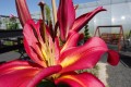 Lilia drzewiasta 'Borello'4.jpg