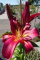 Lilia drzewiasta 'Borello'5.jpg