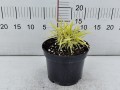 Hakonechloa 'All Gold' C1,5.jpg