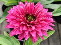 Jeżówka SunSeekers™ 'Sweet Fuchsia' (multipetals).jpg