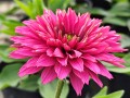 Jeżówka SunSeekers™ 'Sweet Fuchsia' (multipetals)1.jpg