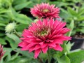 Jeżówka SunSeekers™ 'Sweet Fuchsia' (multipetals)2.jpg