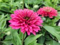 Jeżówka SunSeekers™ 'Sweet Fuchsia' (multipetals)3.jpg