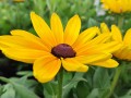 Rudbekia Sunbeckia® 'Maya'1.jpg