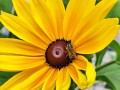 Rudbekia Sunbeckia® 'Maya'2.jpg
