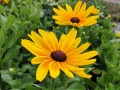 Rudbekia Sunbeckia® 'Maya'3.jpg