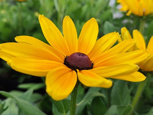 Rudbekia Sunbeckia® 'Maya'4.jpg