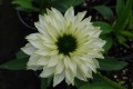 Jeżówka SunSeekers™ 'White Perfection' (mulitipet).jpg