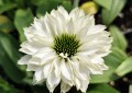 Jeżówka SunSeekers™ 'White Perfection' (mulitipet).jpg