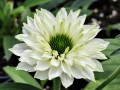 Jeżówka SunSeekers™ 'White Perfection' (mulitipet)1.jpg
