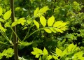 sorbus-aucuparia-5153353_1280.jpg