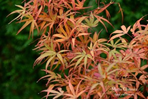 Klon palmowy 'Scolopendrifolium' C5