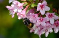 bumblebee-9608885_1280.jpg