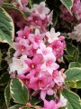 weigela-3748693_1280.jpg