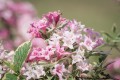 weigela-6348284_1280.jpg