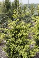 Pic. or. Aureospicata (5) (Kopiowanie).JPG