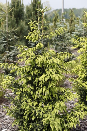 Pic. or. Aureospicata (5) (Kopiowanie).JPG