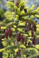 Pic. or. Aureospicata (4) (Kopiowanie).JPG