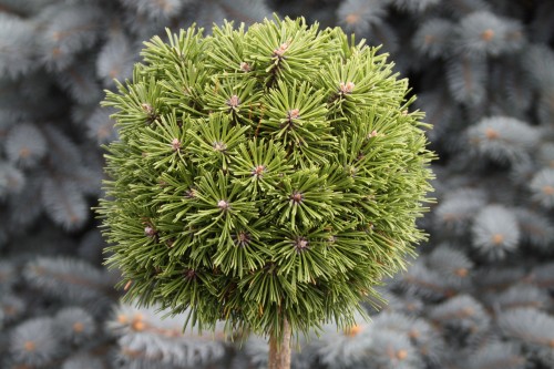 Pin. mu. Benjamin Pa (49) (Kopiowanie).JPG