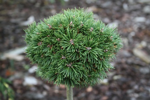 Pin. mu. Mops Pa (9).JPG