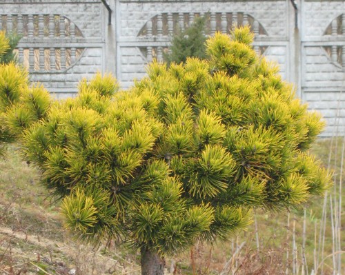 Pinus mugo Winter Gold.jpg