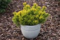 Pin. mu. Winter Gold (9).JPG