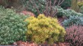 Pin. mu. Winter Gold.jpg