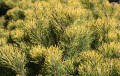 Pin. mu. Winter Gold (5).JPG