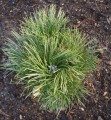 Pin. nig. Cebenensis Nana (1) (Kopiowanie).JPG
