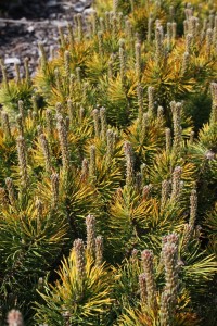 Sosna kosodrzewina 'Carsten' (Pa) C2/C3