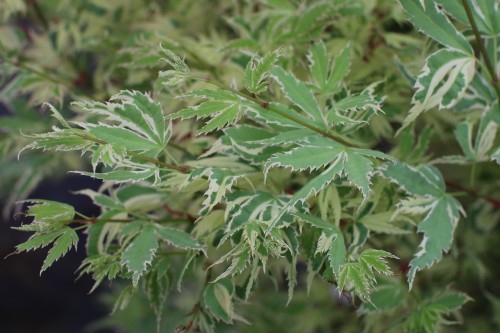 Acer palm. Butterfly (2) (Kopiowanie) (2).JPG