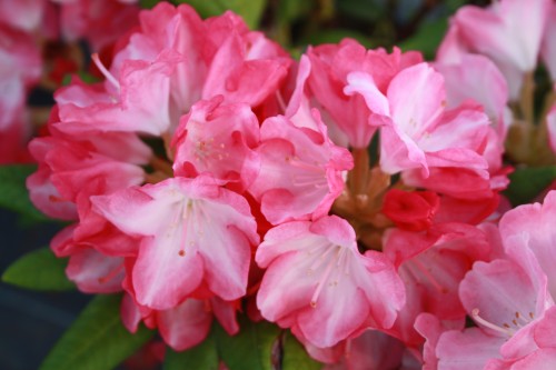 Rhod. yakushimanum Fantastica 8.jpg