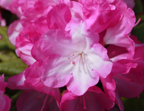 Rhod. yakushimanum 'Blurettia'