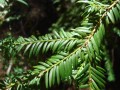 yew-leaves-172459_1280.jpg