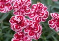 strawberry-eyes_dianthus-hybrida_77880_1.jpg