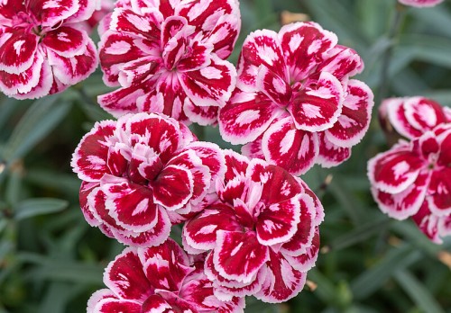 strawberry-eyes_dianthus-hybrida_77880_1.jpg