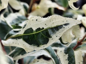 Zadrzewnia bezogonkowa COOL SPLASH C10