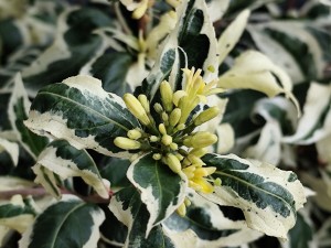 Zadrzewnia bezogonkowa COOL SPLASH C7,5