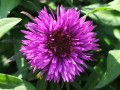 Aster nowoangielski 'Purple Dome'.jpg