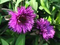 Aster nowoangielski 'Purple Dome'1.jpg