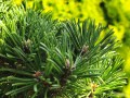 Sosna kosodrzewina 'Erzgebirge'2.jpg