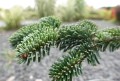 Jodła kaukaska 'Robusta'.jpg