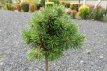 Sosna hakowata 'Compacta Nana' (Pa).jpg