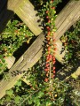 cotoneaster-363397_1280.jpg