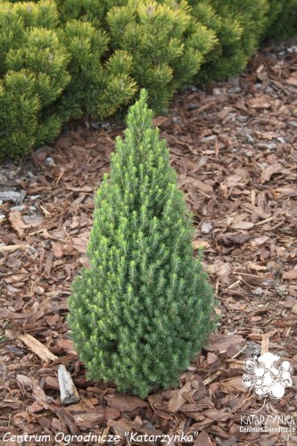 Pic. gl. Zuckerhut (Kopiowanie).jpg