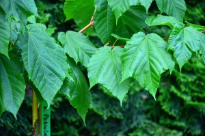 Klon wyrazisty 'Phoenix' (Pa40) C10